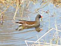 Poule d'eau (ord Anseriformes) (fam Annatides) (Photo F. Mrugala) (03)